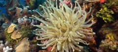 Anemone on Reef copy.jpg